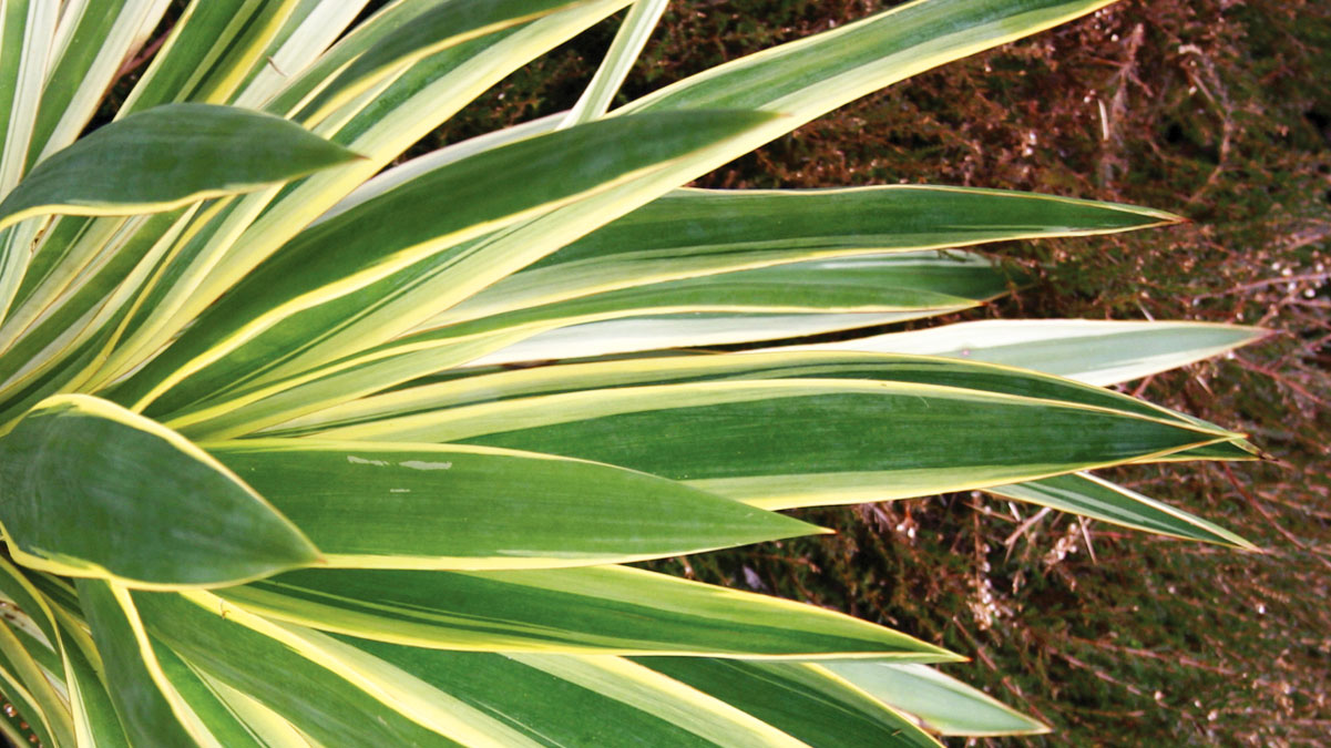 GreenTree Landscaping